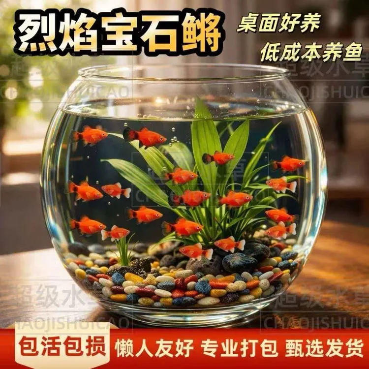 胎生米奇鱼鱼缸小型观赏鱼桌面生态缸
