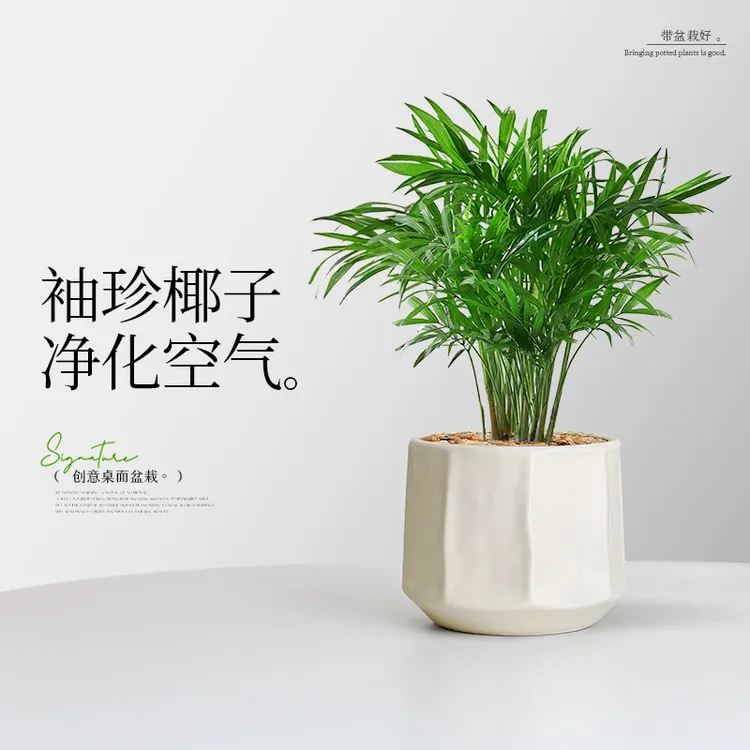 【小森林】袖珍椰子盆栽办公室内桌面好养耐阴植物四季常青小绿植
