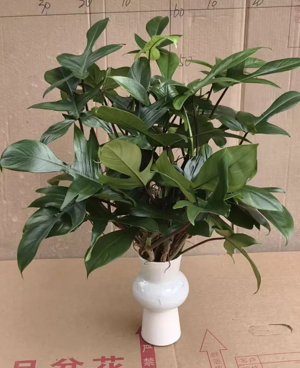【中古飞机蔓绿绒水培】整体30-40公分（轻微叶损不包）