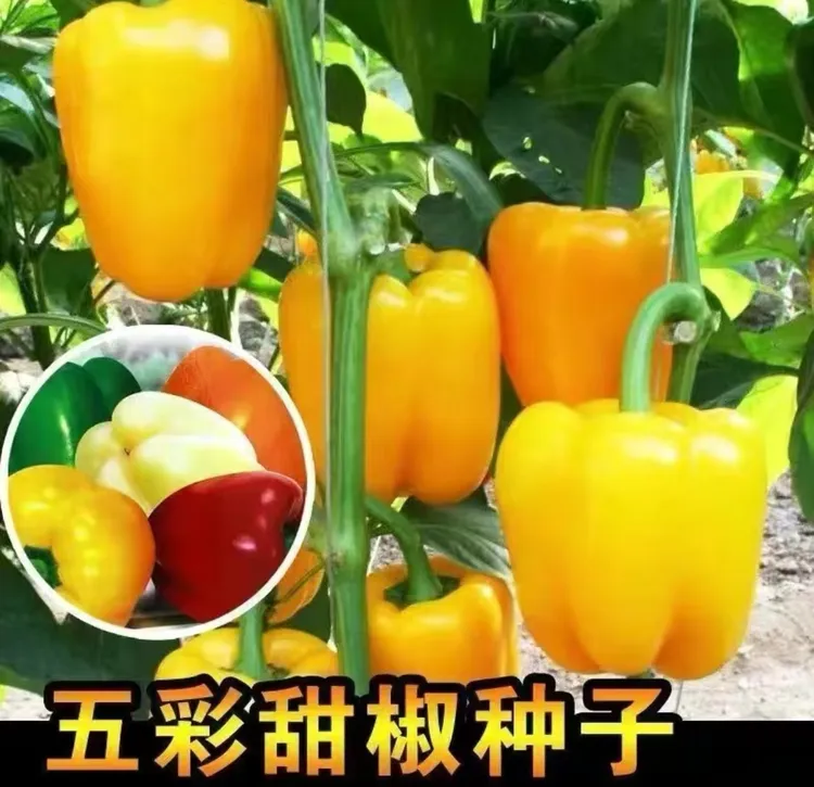 【五彩甜椒种子】新育茄门大甜椒四季种植阳台小院盆栽
