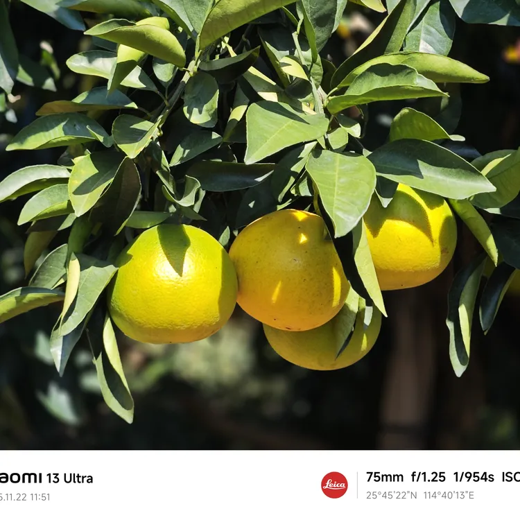 赣南稀柚尝鲜款净重5斤新鲜应季水果富硒有机认证京东到家