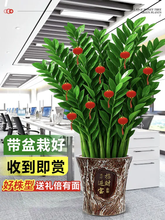 客厅大金钱树盆栽批发直播办公室绿植室内茶室盆景网红植物高级感