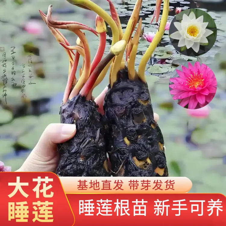 睡莲水培植物四季开花池塘水养耐寒水莲花大根块荷花盆栽碗莲花卉
