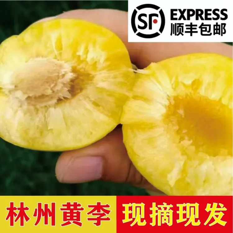 [顺丰包邮]正宗林州黄李新鲜应季水果现摘现发林州李子