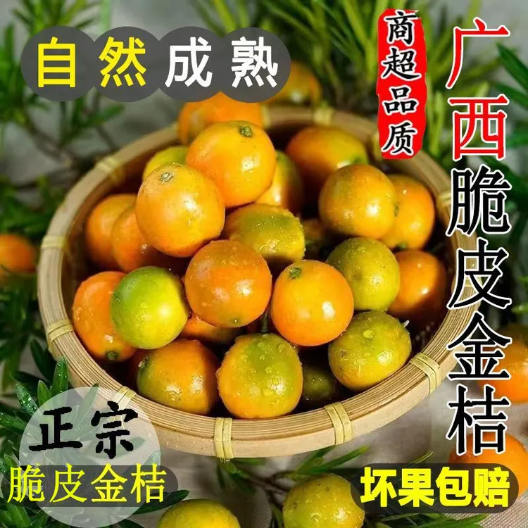 广西桂林滑皮金桔新鲜水果脆皮金桔纯甜桔子小金桔现摘金橘甜