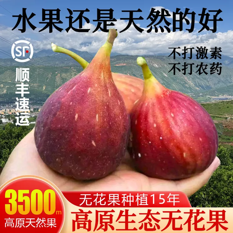 云南新鲜无花果应季水果树上熟糖包子新鲜采摘现摘现发顺丰包邮