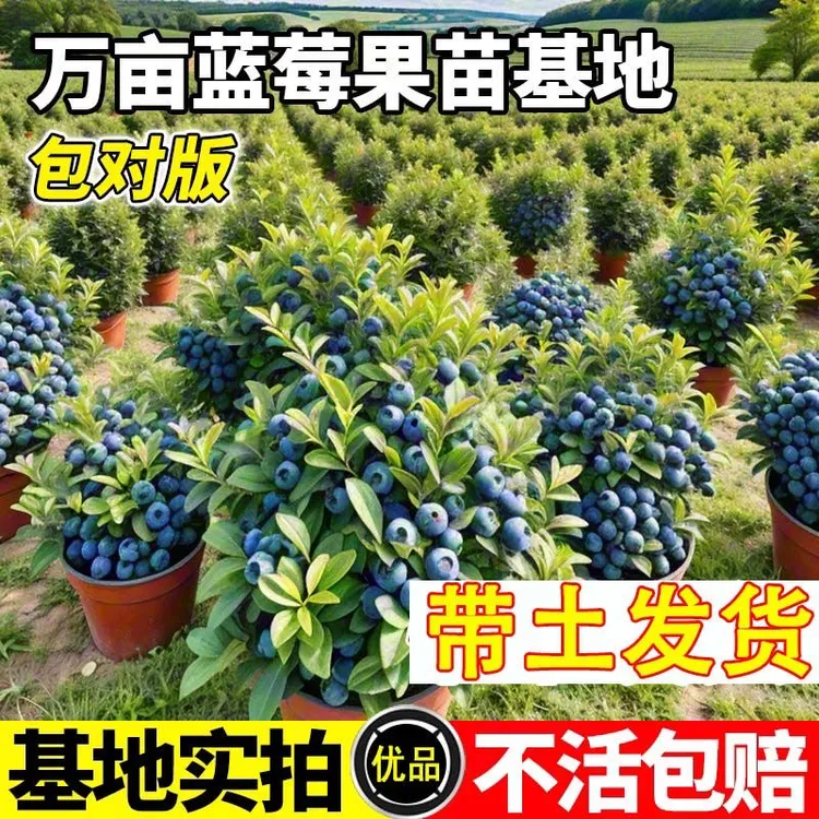 蓝莓果树苗蓝莓苗盆栽地栽果苗大果南北方种植苗兔眼绿宝石果树