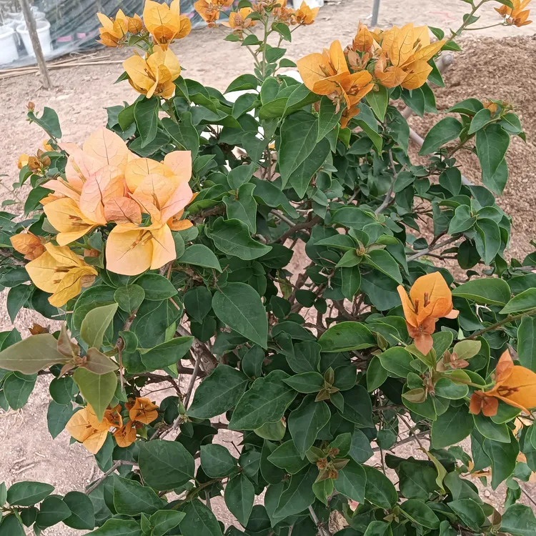 *加州黄金* 原生老桩三角梅  包对版