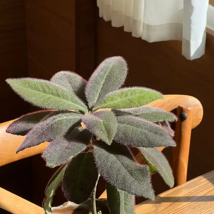 虎舌红带果盆栽雨林植物客厅办公室桌面阳台室内观叶绿植盆景花卉