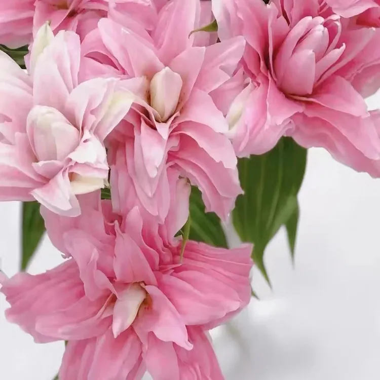 sara13/15 重瓣进口香水百合3个种球چوڭ ئېچىلىدىغان پۇراقلىق