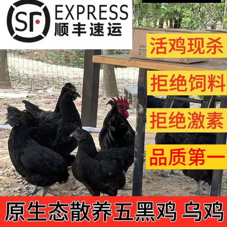 乌鸡新鲜现杀正宗农家散养土鸡五黑鸡乌骨鸡活鸡走地月子鸡老母鸡