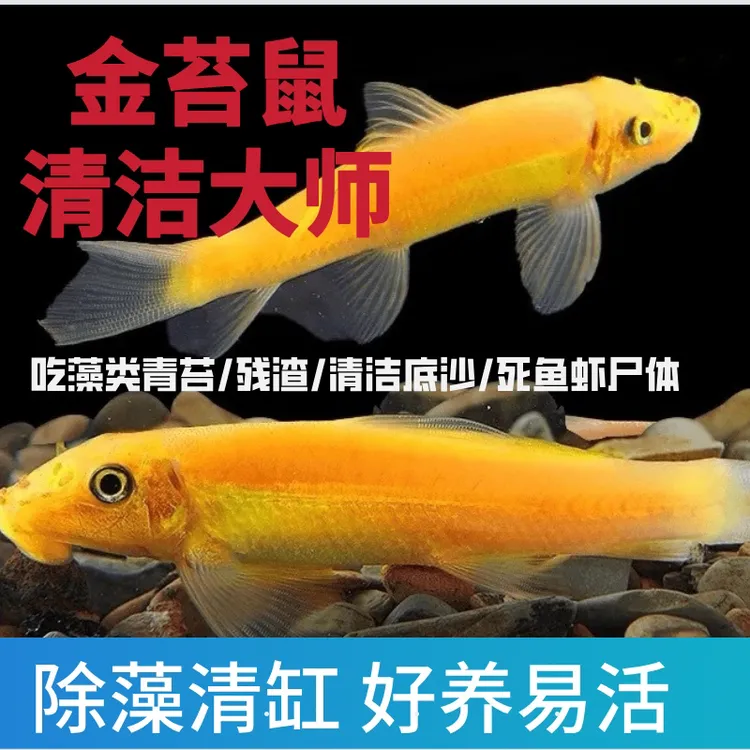 金苔鼠鱼热带观赏鱼清道夫鱼缸清洁鱼缸除藻清洁鱼活体工具鱼