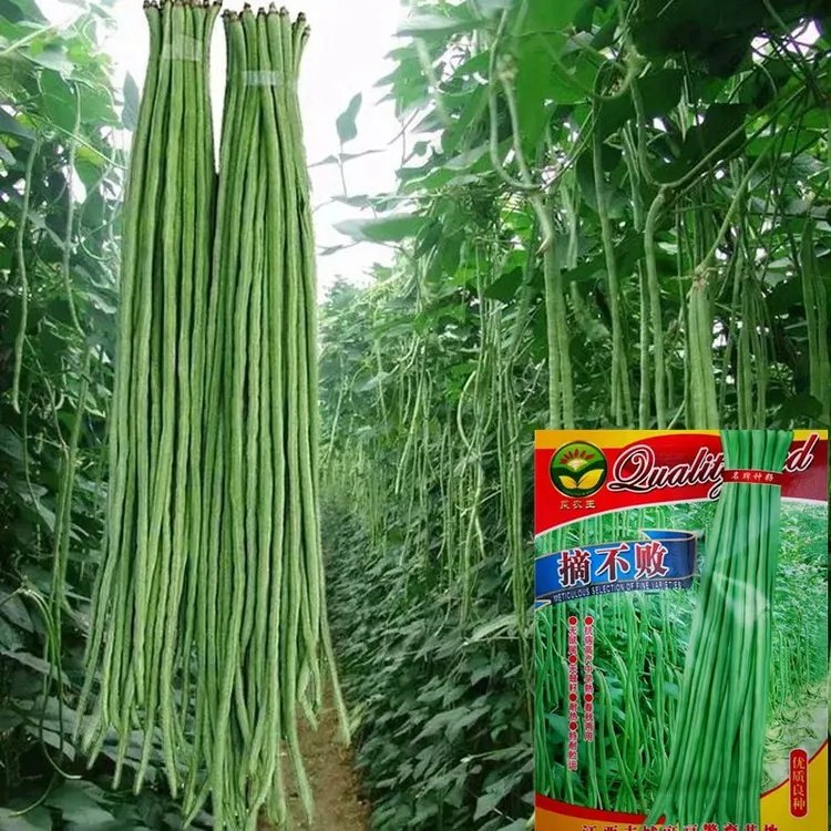 【新疆包邮】2袋 长豆角种子四季播种阳台盆栽