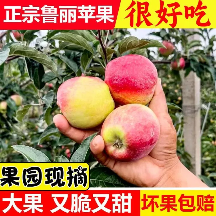 沂蒙山农家自种现摘现发鲁丽苹果脆甜多汁整箱包邮