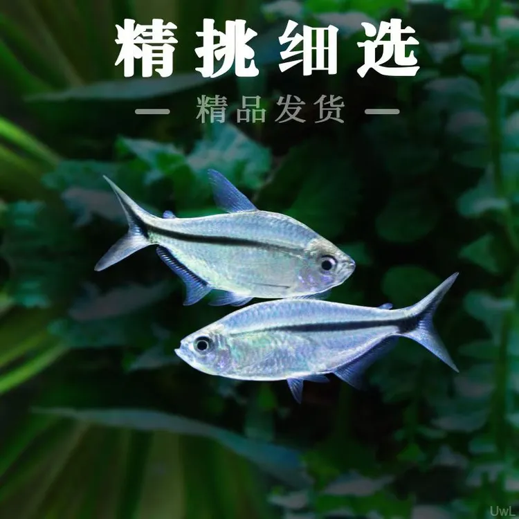 黑尾大勾鱼草缸群游鱼淡水好养耐活宝莲灯鱼灯科鱼热带小型观赏鱼