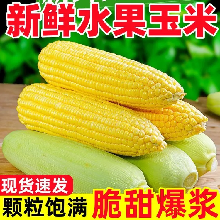 云南金银水果玉米包谷当季时令蔬菜甜脆玉米新鲜蔬菜生鲜玉米棒子