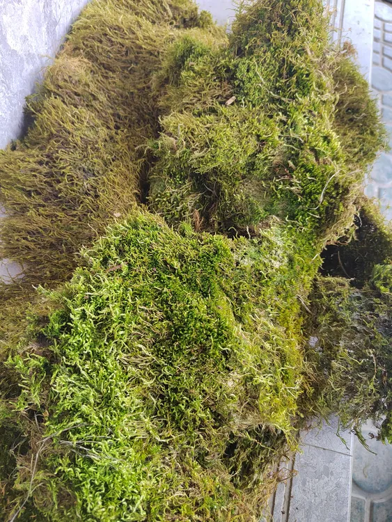 新鲜天然苔藓蝴蝶兰乌龟冬眠专用兰花石斛多肉造景垫材
