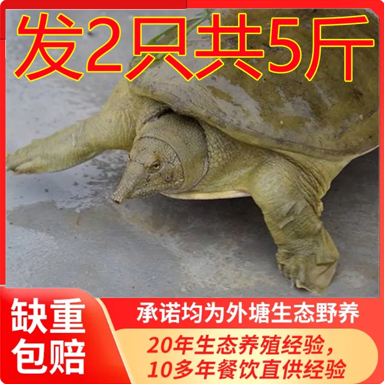 发2只共5斤 外塘生态鲜活甲鱼中华鳖青背水鱼王八 生鲜包活到家