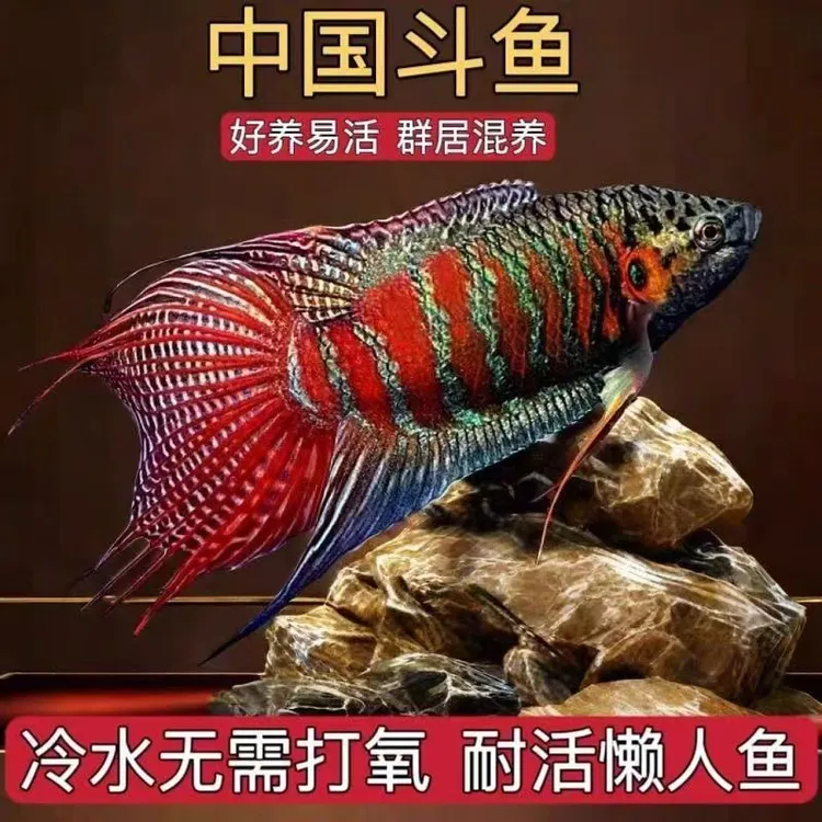 中国斗鱼活体活鱼冷水淡水观赏鱼好养耐活金鱼小型菩萨鱼苗观赏鱼