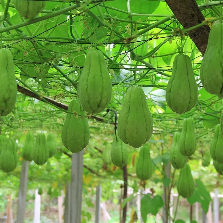 贵州特产现摘新鲜佛手瓜正宗蔬菜阳瓜洋瓜棚瓜清甜炖汤佳品灰灰菜