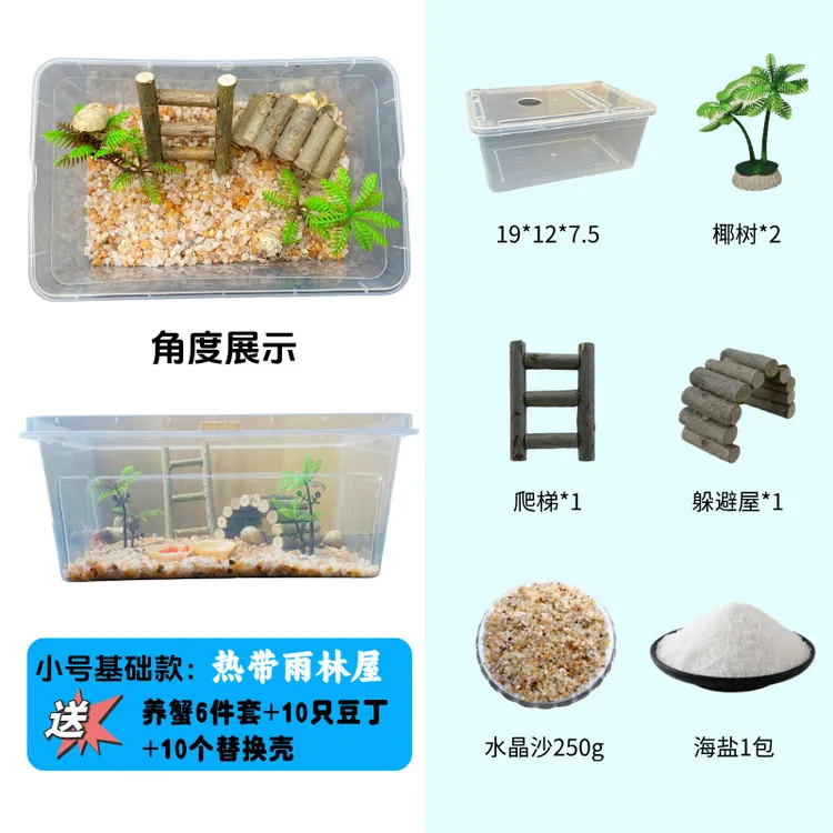 小号寄居蟹新手套盒热带小雨林小豆丁10只包活5只+10个壳颜色随机