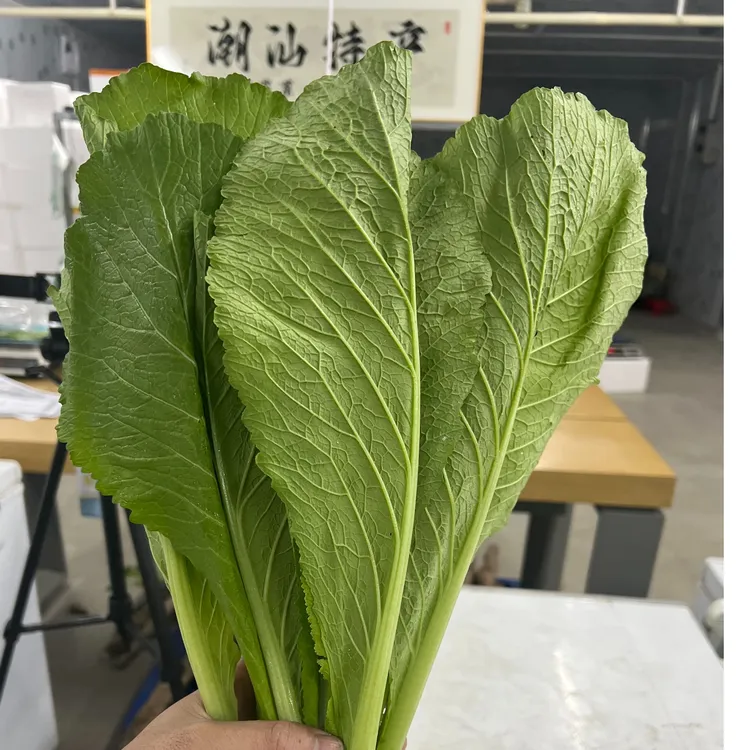 直播间专场浮力[5斤/广东省内顺丰包邮]潮汕潮汕同学农产品春菜