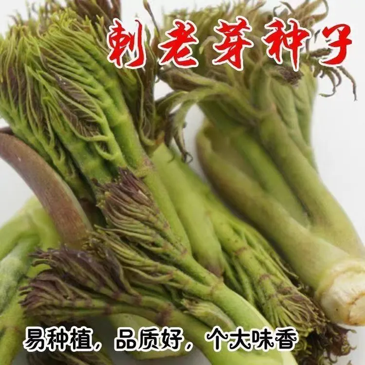 【刺龙芽种子】农家小院阳台四季可种刺龙芽种子L商品图