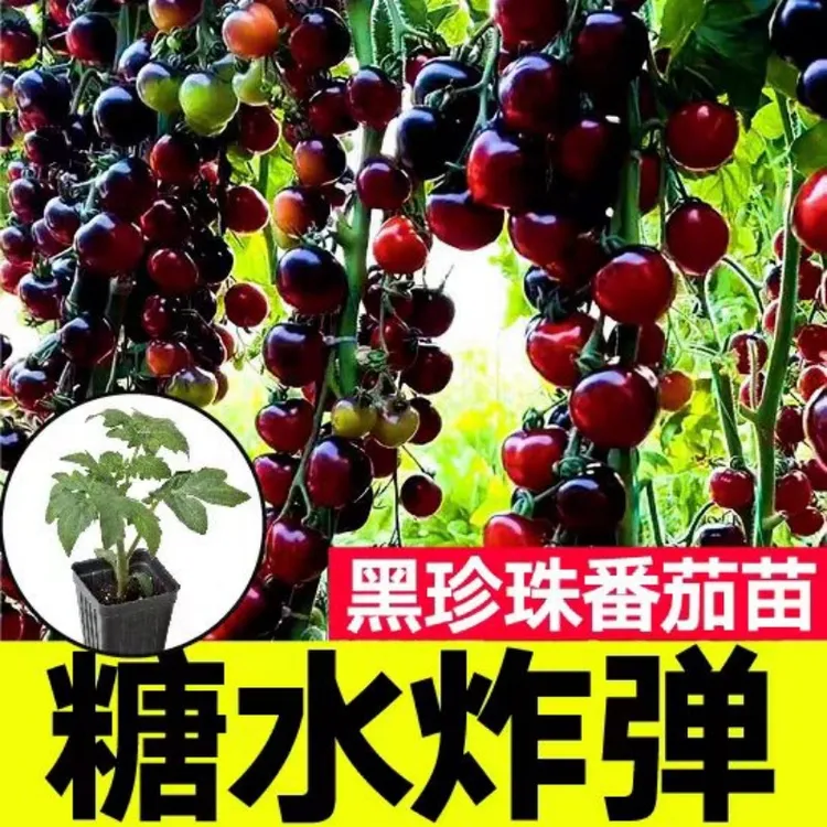 【一级苗】寿光对版发货阳台盆栽黑晶黑色番茄种子家庭小院种植观赏