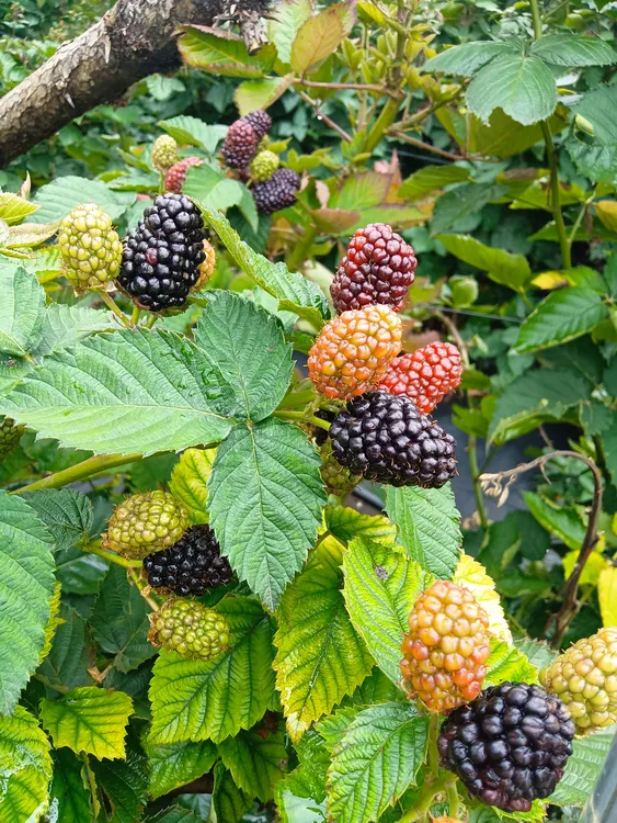 易成活爬藤蔷薇科黑袍黄袍大黑梅