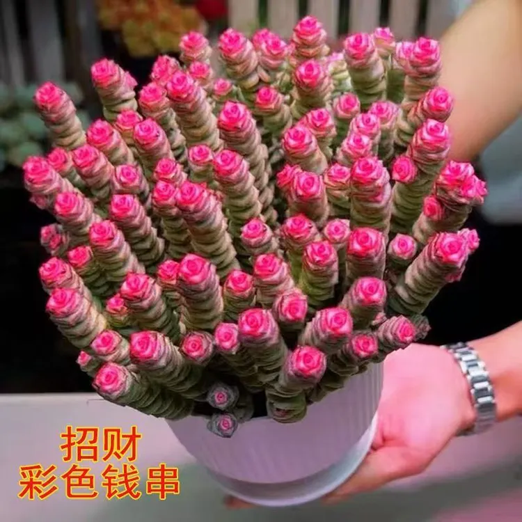 钱串桌面小盆栽招财多肉植物办公室内阳台防辐射绿植懒人花好养活