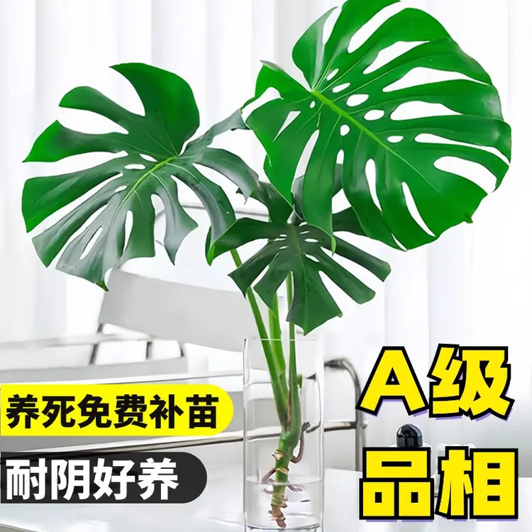 水培龟背竹客厅大盆栽室内好养绿植大叶超级飞侠车载太阳能尾戒
