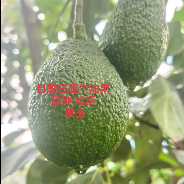 新鲜当季牛油果 果王 都市霸总款 
