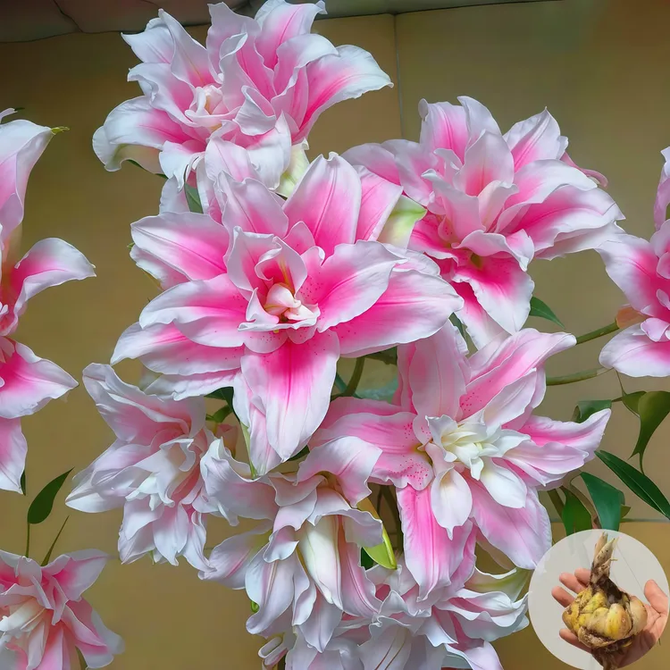 【伊莎贝拉】进口百合四季盆栽浓香型带芽带根种球四季花卉香水百合