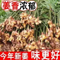 【小黄姜】边境深山现收山货蔬菜【小，黄，姜，搭配使用】