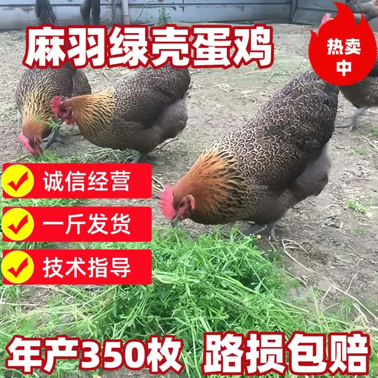 青年产蛋王麻羽鸡绿壳蛋鸡蛋肉型鸡苗散养鸡宠物观赏鸡