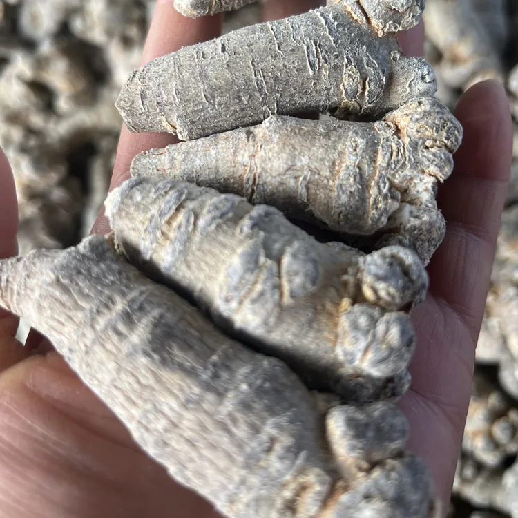 云南文山正宗春三七可煲汤磨粉田七中药材