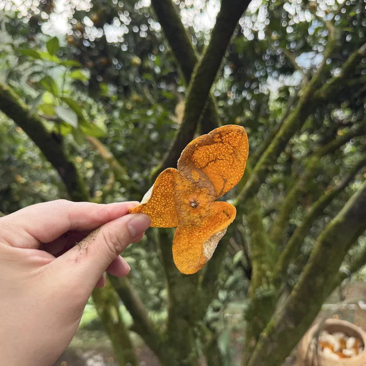 30年茶枝柑陈皮老树2025年大红皮（圈枝）