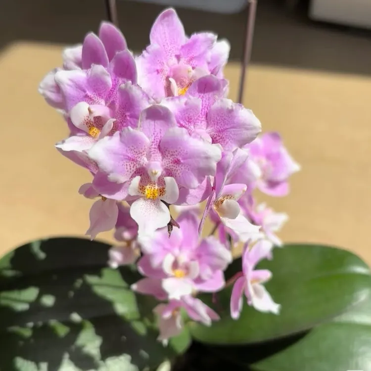 樱兰变异2.0反祖率很低如果担心反祖可以买2棵2棵全反祖包赔