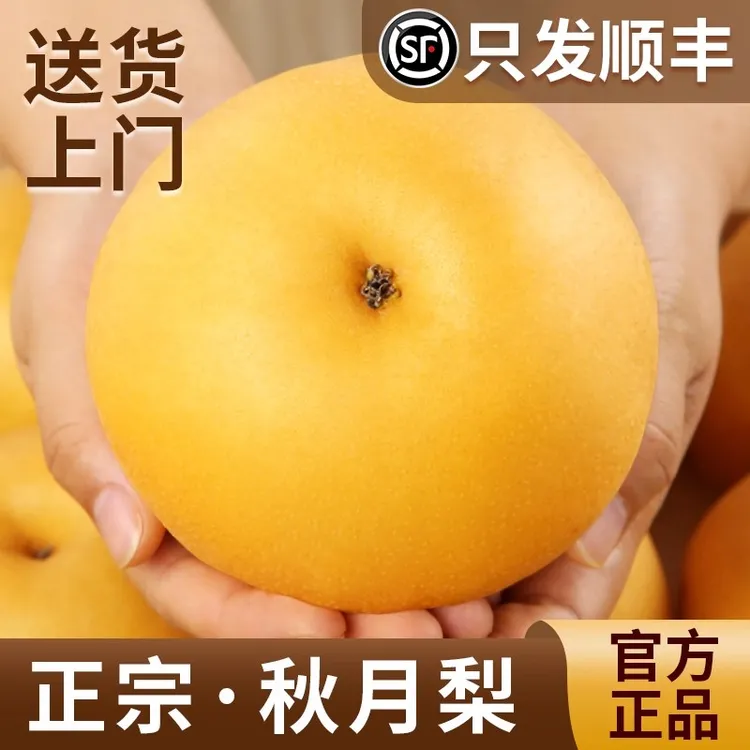 正宗秋月梨新鲜梨子现摘冰糖梨雪梨蜜梨当季水果 整箱顺丰包邮