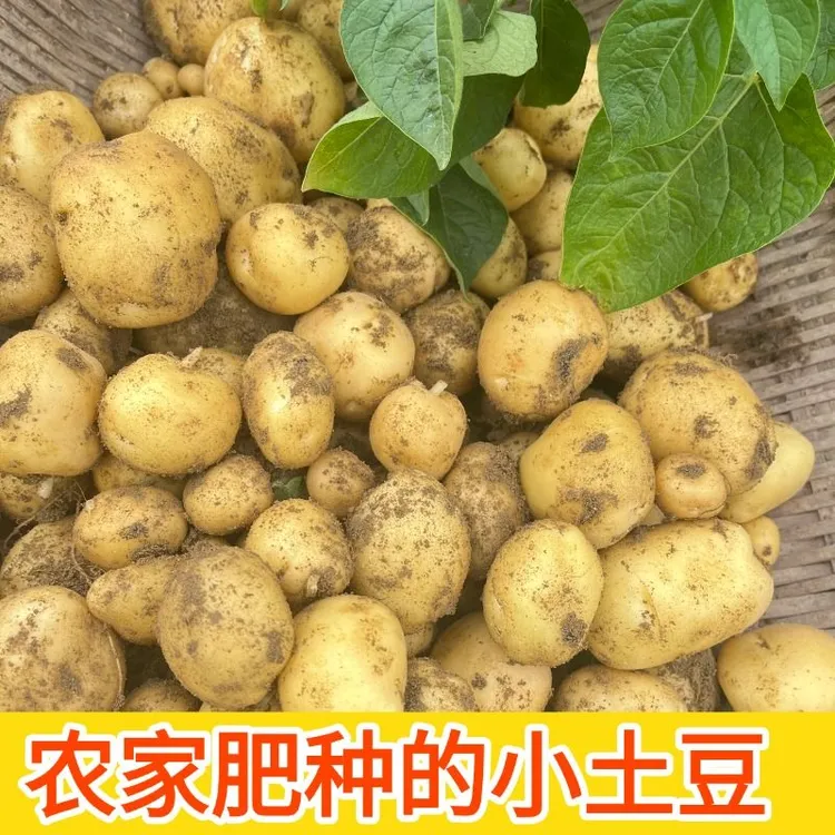 【顺丰】重庆农家土豆洋芋小洋芋新鲜小土豆新鲜土豆蔬菜新鲜蔬菜
