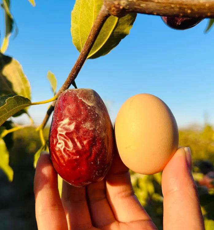 【和田枣爷爷5-6cm长库存有限】新疆红枣新货精选大果肉饱满厚实