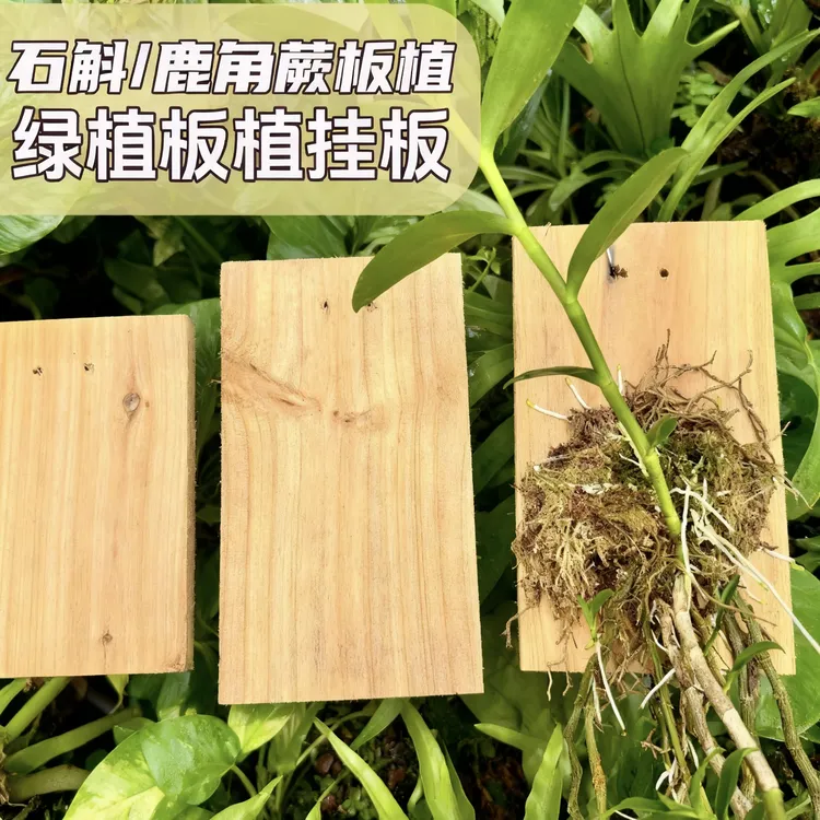 洋兰石斛种植板蝴蝶兰种植板石斛兰植板加厚天然杉木板壁挂送挂钩
