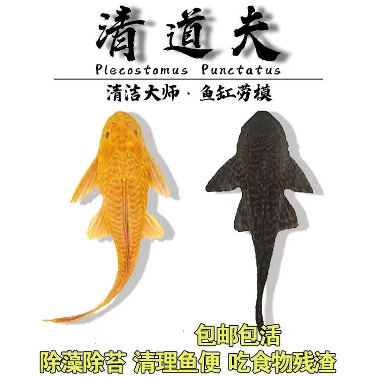 清道夫活体鱼缸垃圾清洁工具鱼除藻鱼中大型热带观赏鱼淡水活体鱼