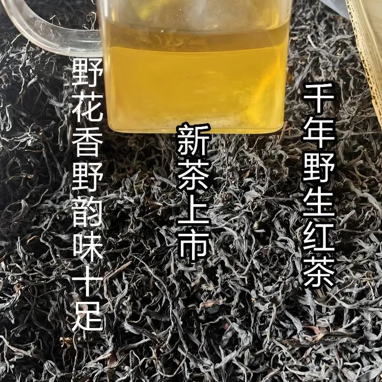 千年野生茶，荒野茶2025年新茶，没有人工干涉的野茶