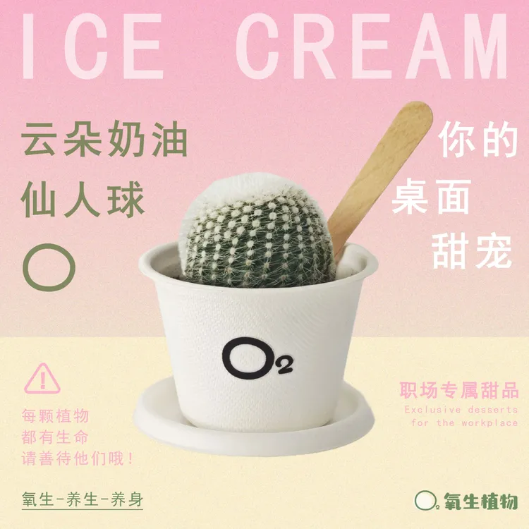  【白小丁】云朵奶油｜冰淇淋系列｜仙人球｜懒人养生植物免打理