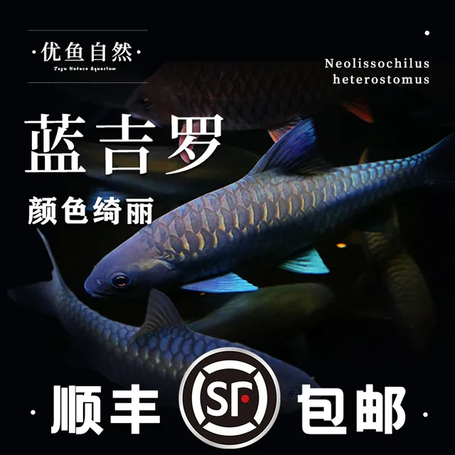 蓝吉罗原生冷水观赏鱼大型异口新光唇保山蓝吉罗史氏稀有鱼