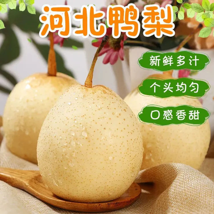 河北水晶鸭梨酥脆多汁酸甜口感新鲜当季水果产地直发