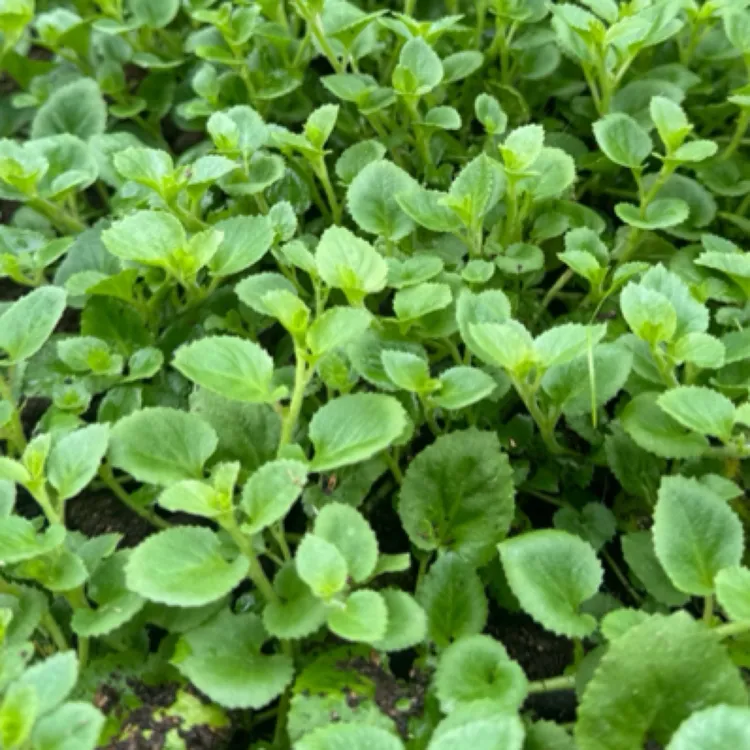 文成高山白落地也叫铜锤玉带草新鲜采摘绿色蔬菜