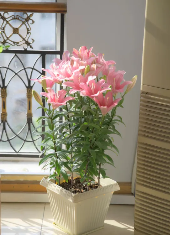 香水百合花盆栽苗带花苞四季种植适合室内外卧室办公室摆放花卉