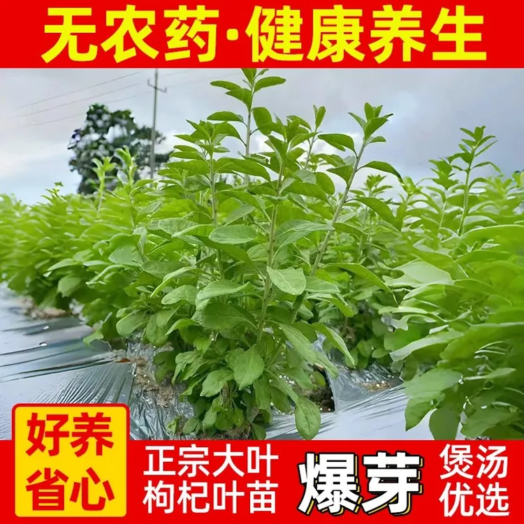 可食用枸杞叶苗枸杞菜苗枸杞树苗种植苗蔬菜枸杞子盆栽盆景